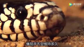 恶搞蛇视频,恶搞视频带你领略蛇界搞笑瞬间