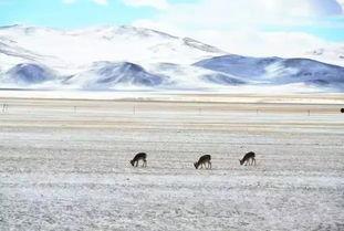 可可西里视频,神秘高原的生态奇迹与守护传奇